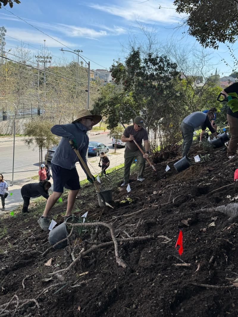 People planting trees on a hill