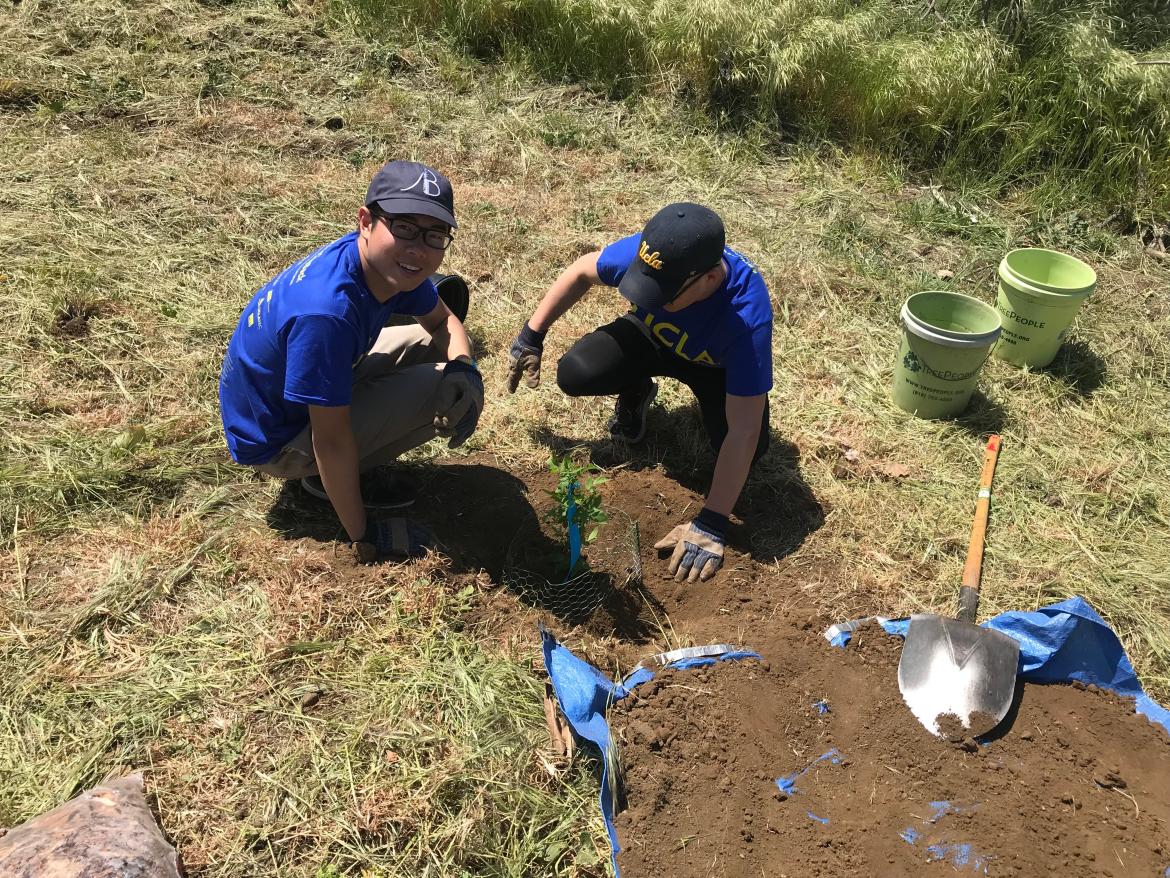 This is a photo of UCLA volunteers planting trees.