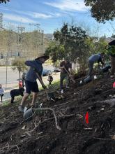 People planting trees on a hill